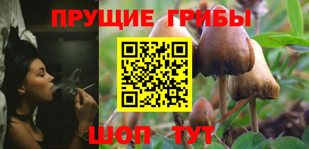 Псилоцибиновые грибы Cubensis  купить  сайты  Псилоцибиновые грибы MAGIC MUSHROOMS  Аргун 